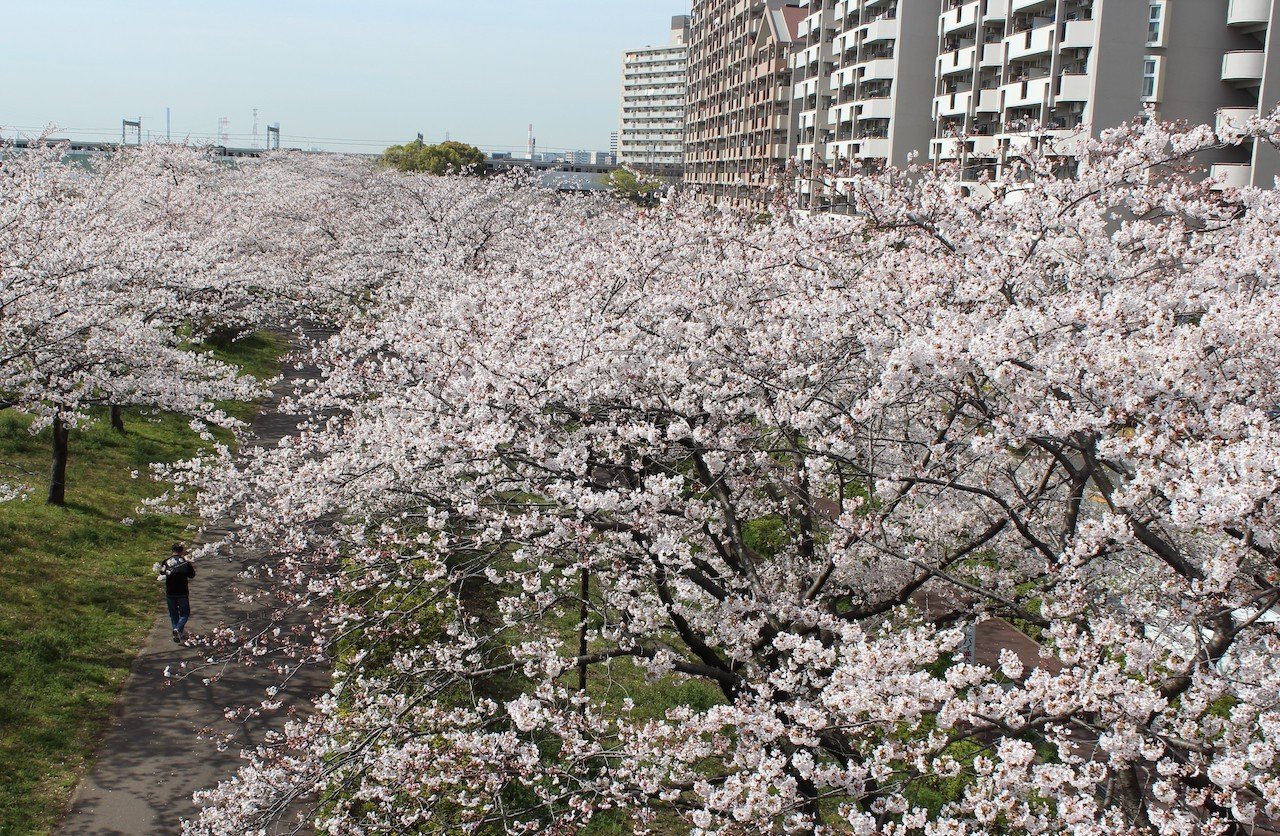 🌸 코마츠가와 천 그루 벚나무 (코마츠가와 센본자쿠라)